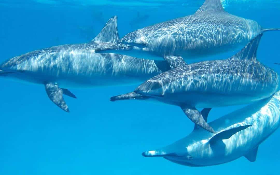 Nadar con Delfines