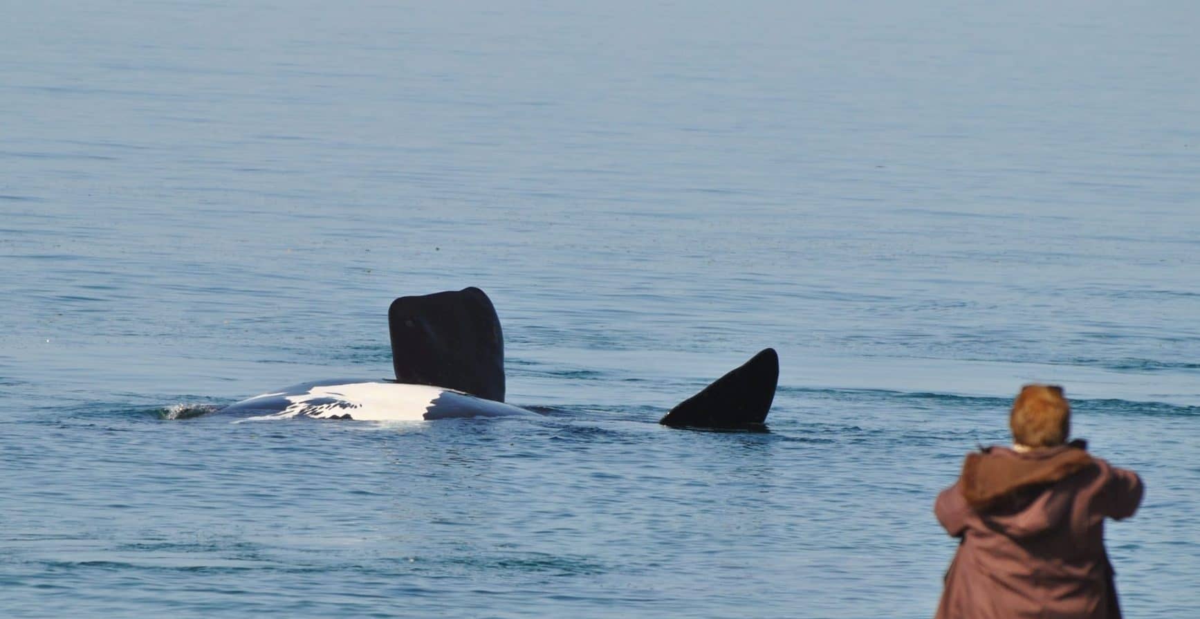 ballenas doradillo