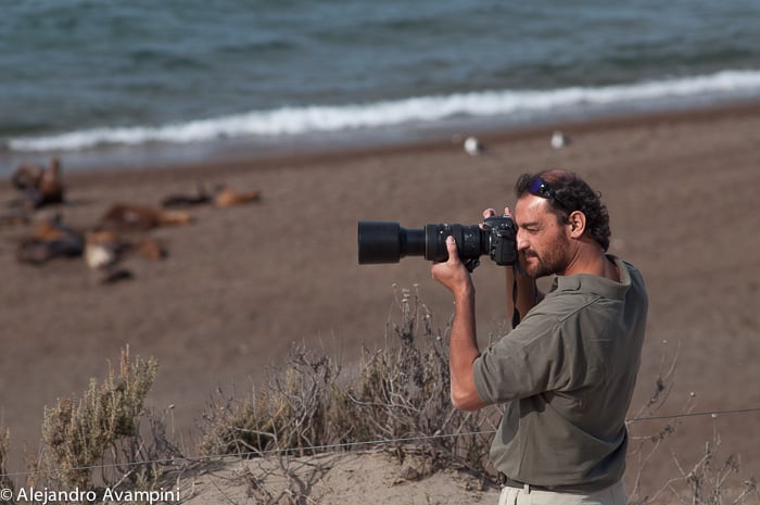 image orcas salvajes roberto bubas orca