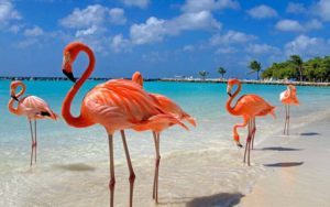 Aruba