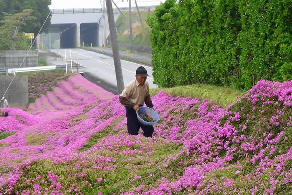 jardin de flores