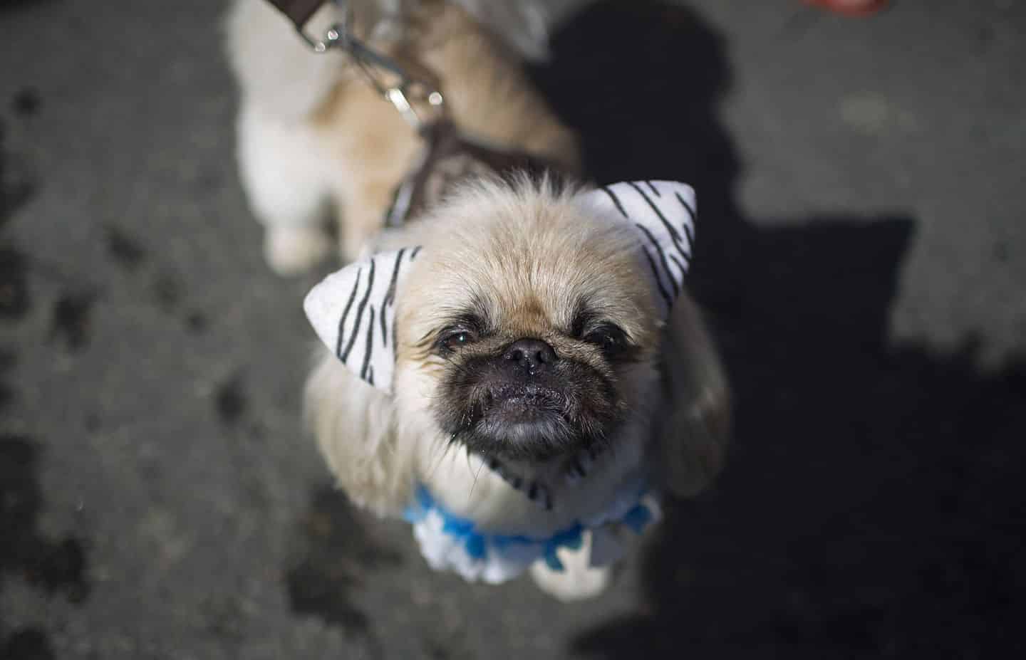 perros-carnaval-de-rio