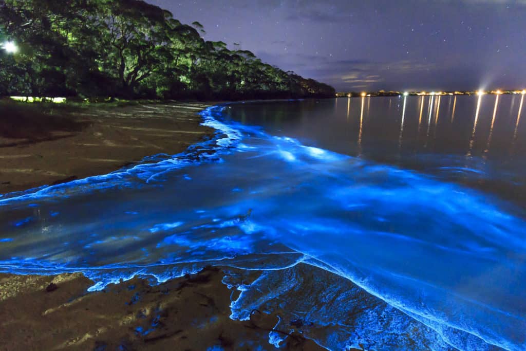 Qué es la bioluminiscencia y en qué playas sucede » Intriper.