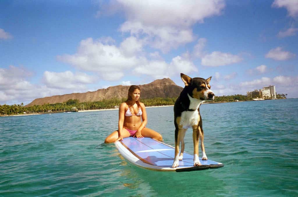 surf perro