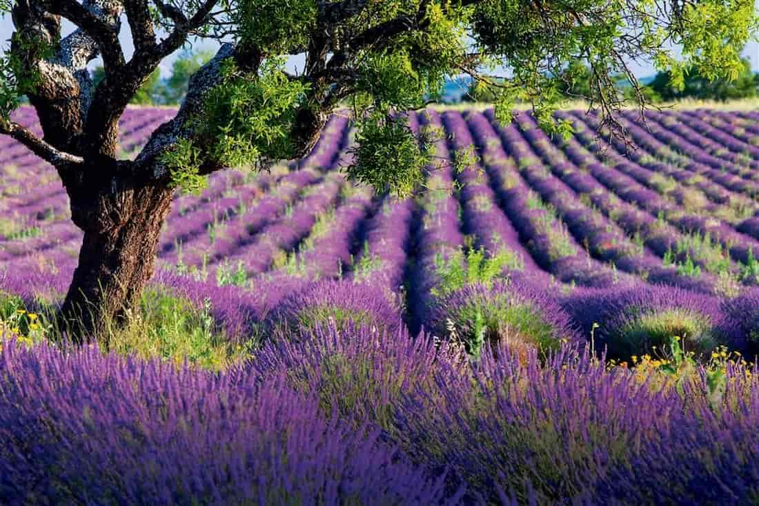 Campos de Lavanda