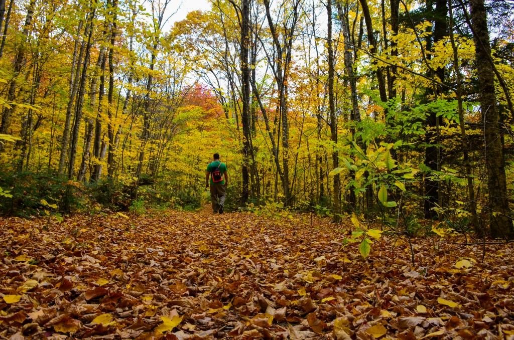 image cerveza cannabis dsc 0498 1024x678
