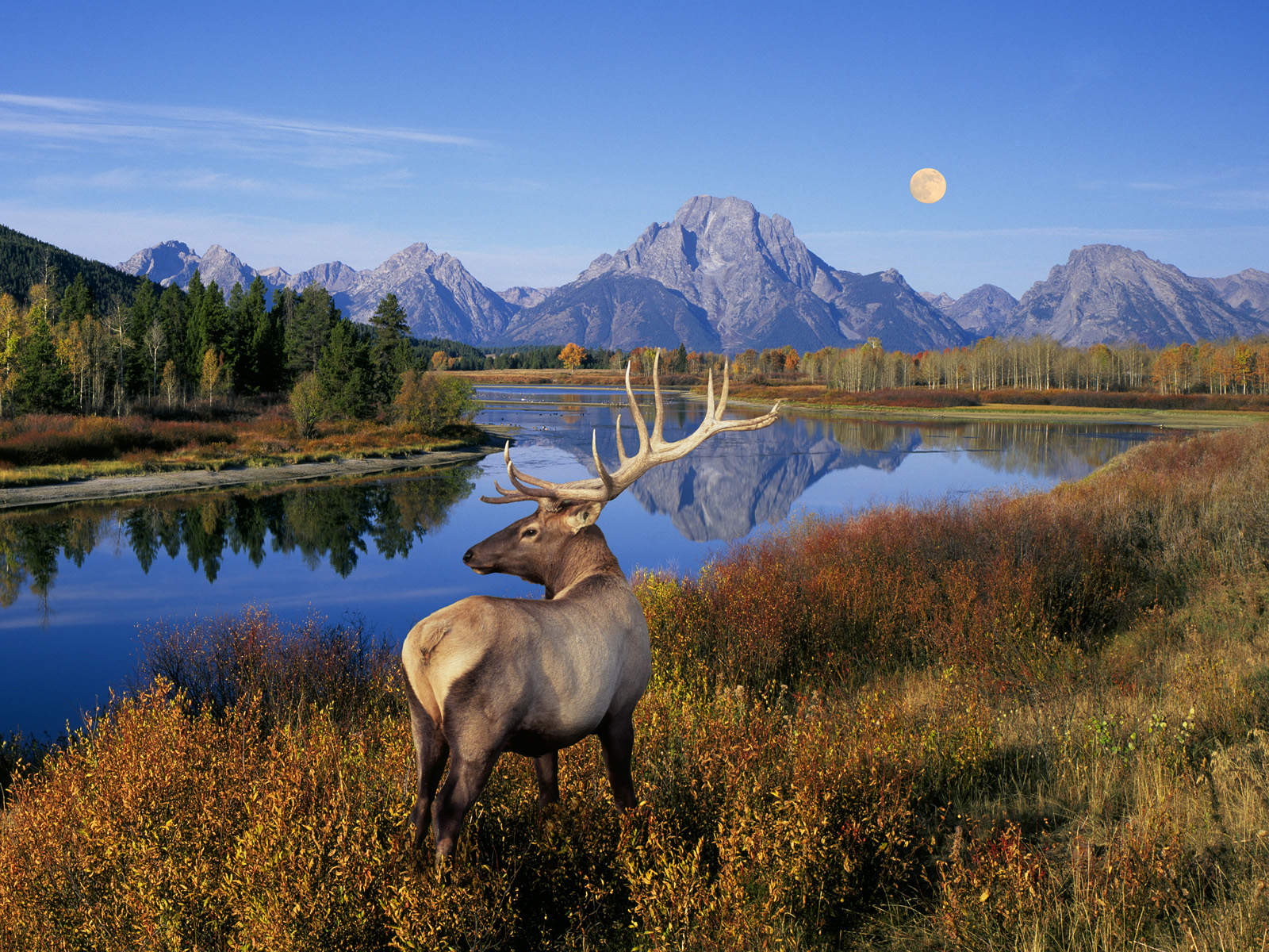 yellowstone-teton-elk-sunset