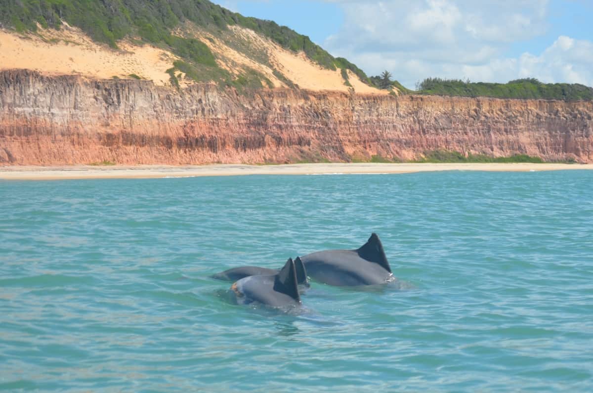 delfines en pipa