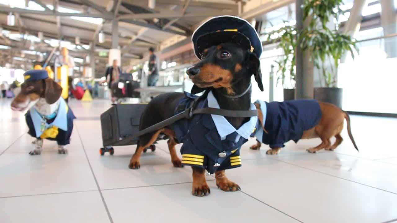 perro aeropuerto