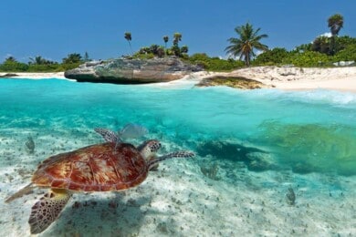 increibles-tortugas-marinas-en-cancun_1100x619