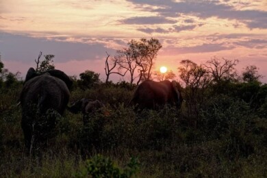 elefantes atardecer