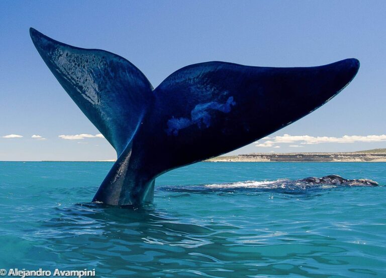 ballenas peninsula valdes