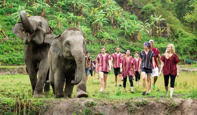 image Elephant Jungle Sanctuary chiang mai elephant jungle sanctuary ejs 5 1