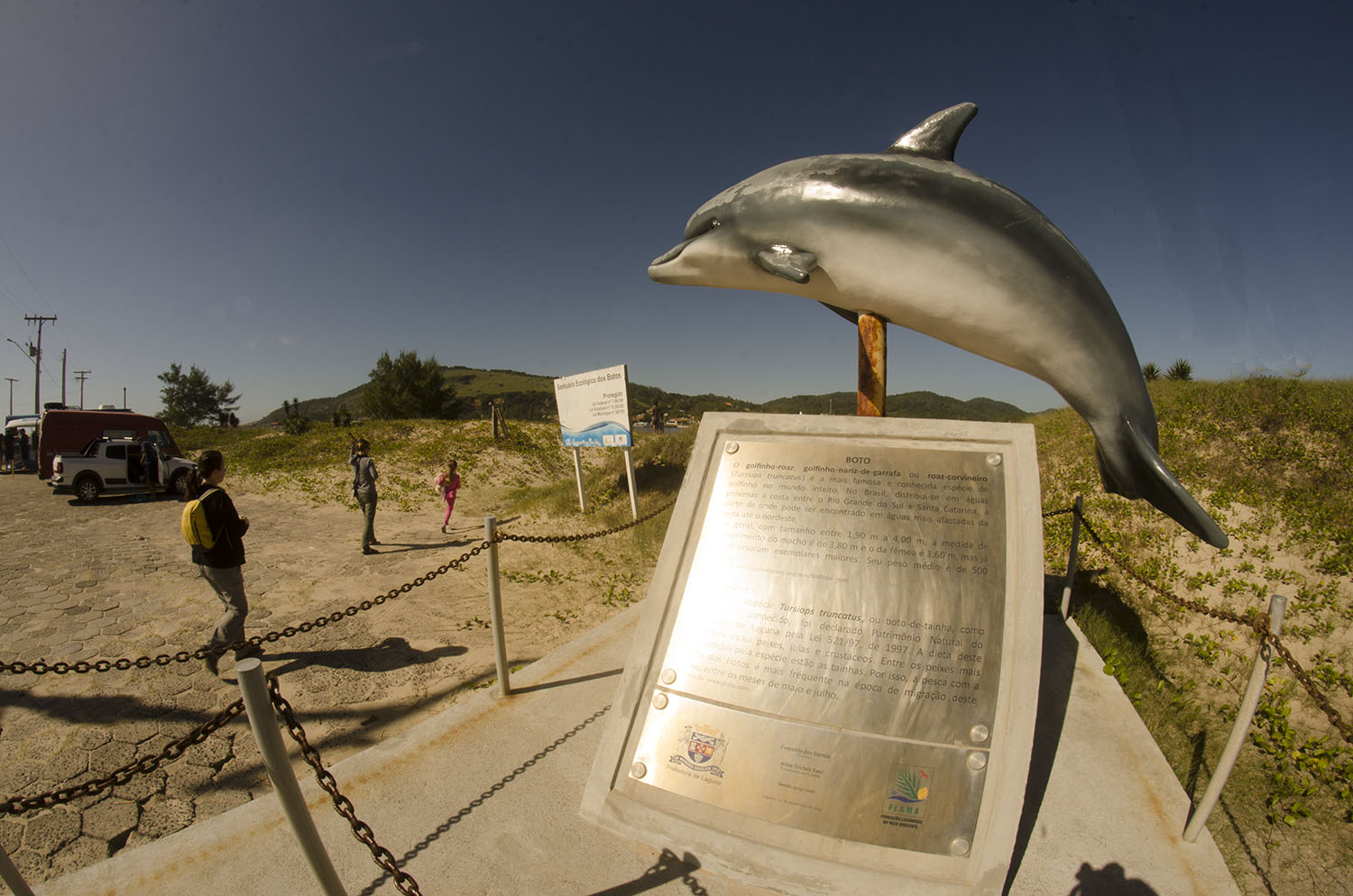 delfines