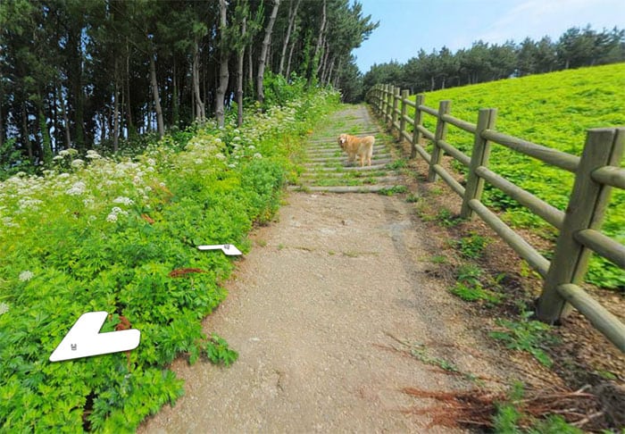 dog-follows-street-view-photographer-south-korea-1-593fba58a1b7d__700