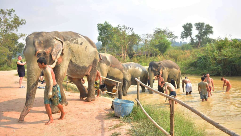 image India pty elephant jungle sanctuary 01 1