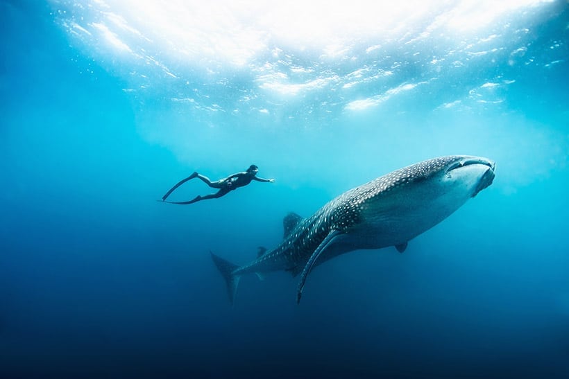 image maldivas Free diving with whale shark a a