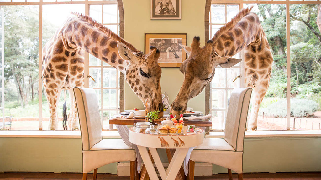 image Giraffe Manor Breakfast with Giraffes