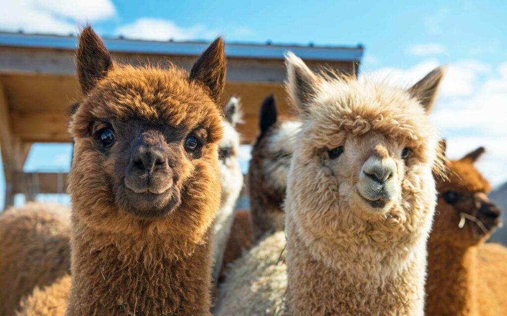 image cerveza cannabis alpaca animal farm zoo ALPACAS0817