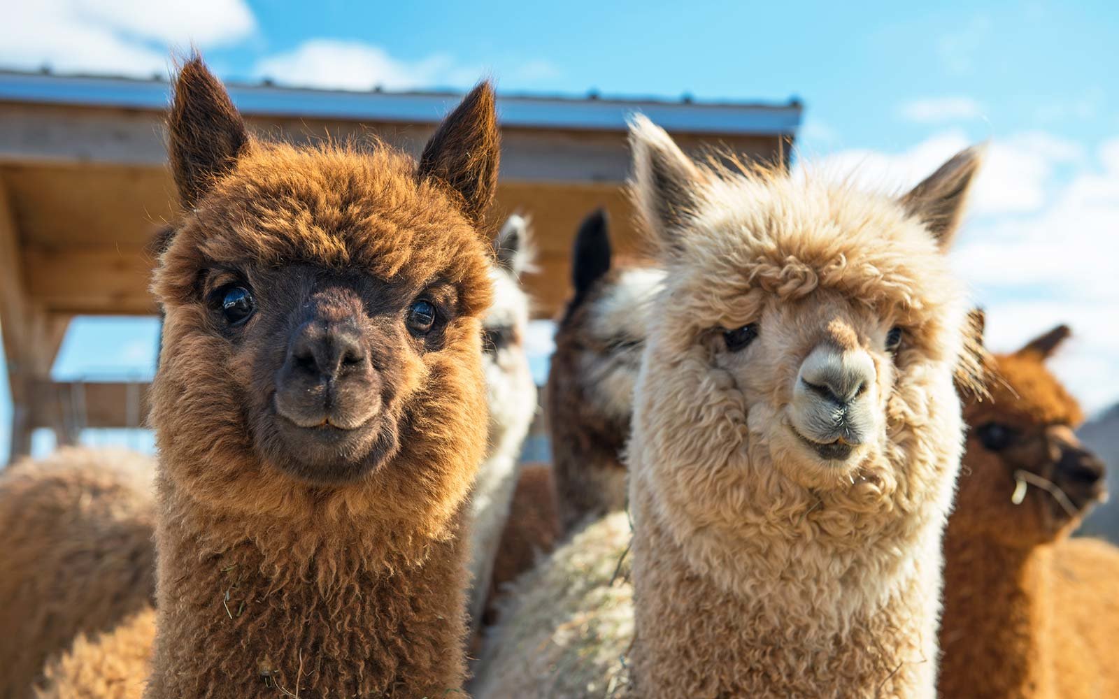 image alpaca animal farm zoo ALPACAS0817