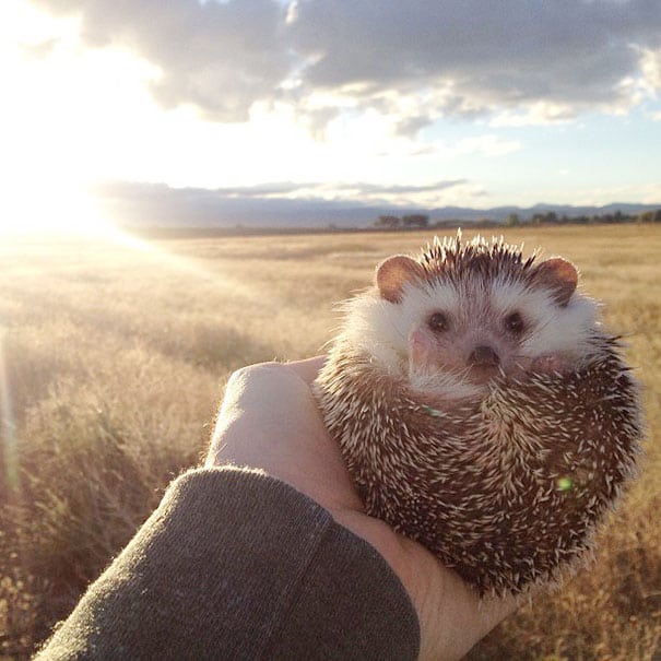 image biddy cute hedgehog adventures 1