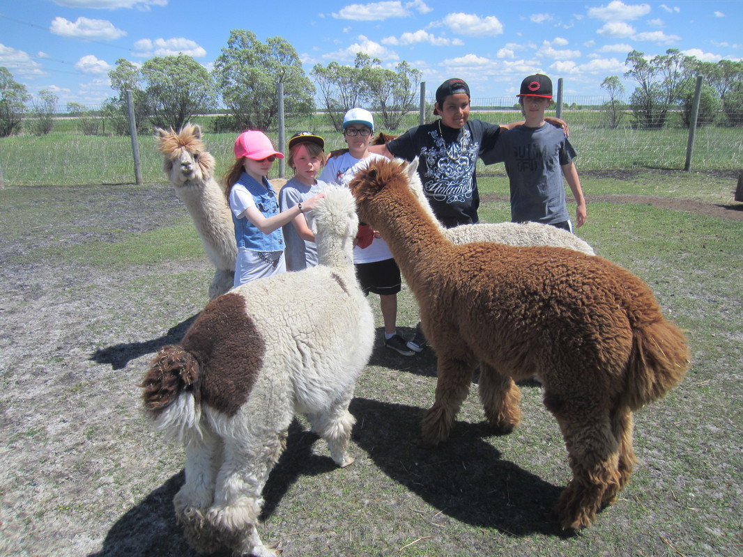 image alpacas img 4870 orig