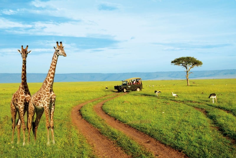 image kenia kenya safari