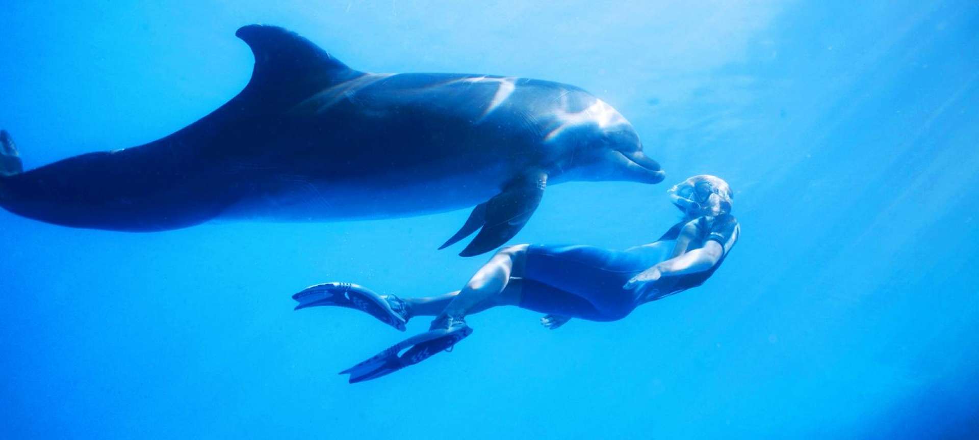 Nadar con Delfines