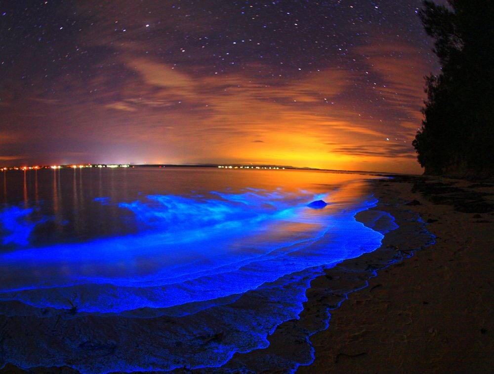 image jervis bay australia the bioluminescence 2