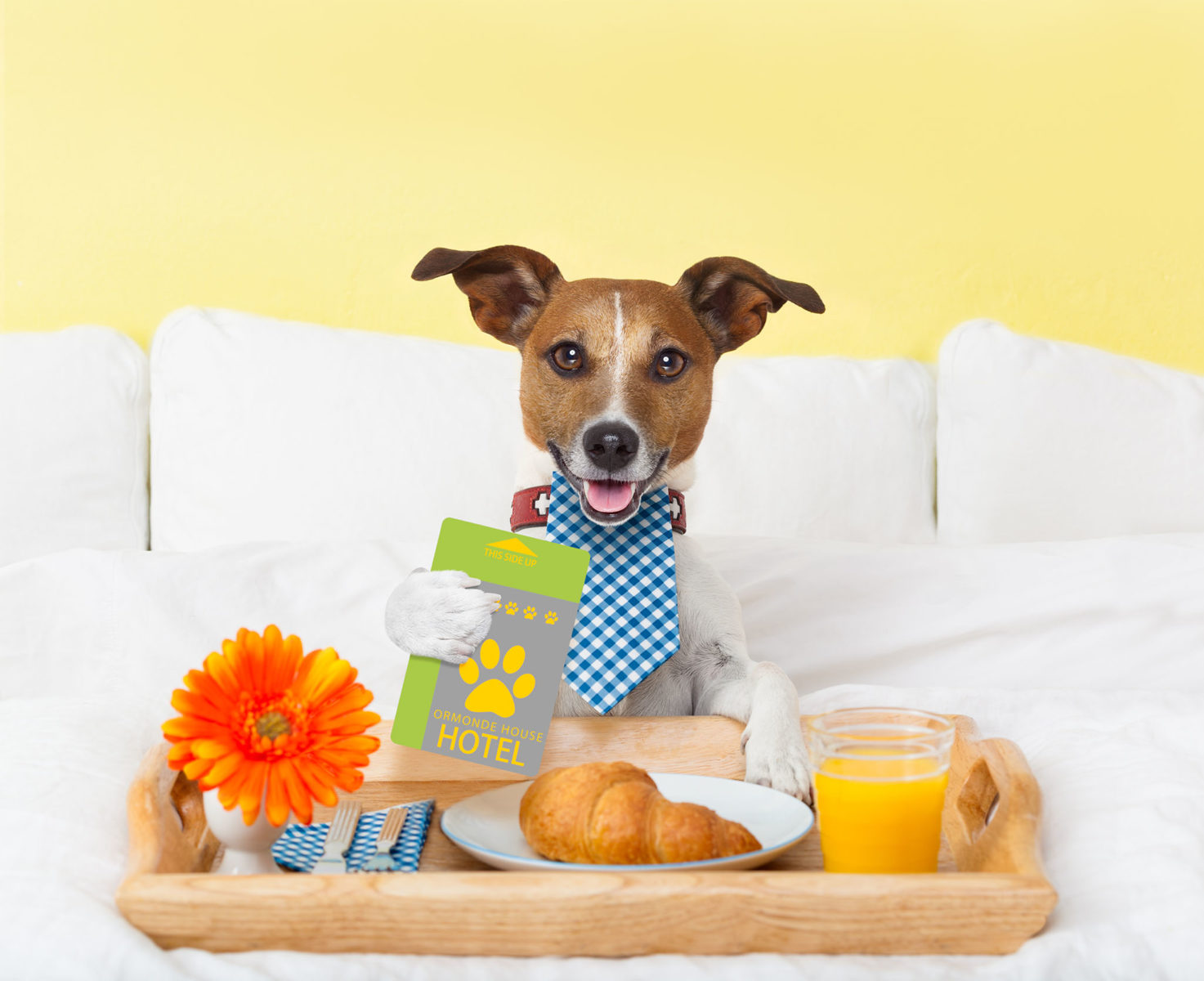 image India Dog friendly Hotel