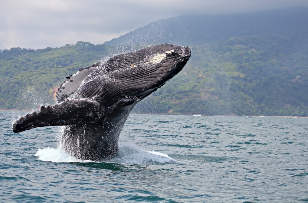 image Colombia ballena jorobada isla gorgona