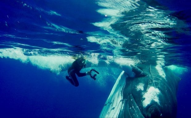 Whale Saves Diver From Shark