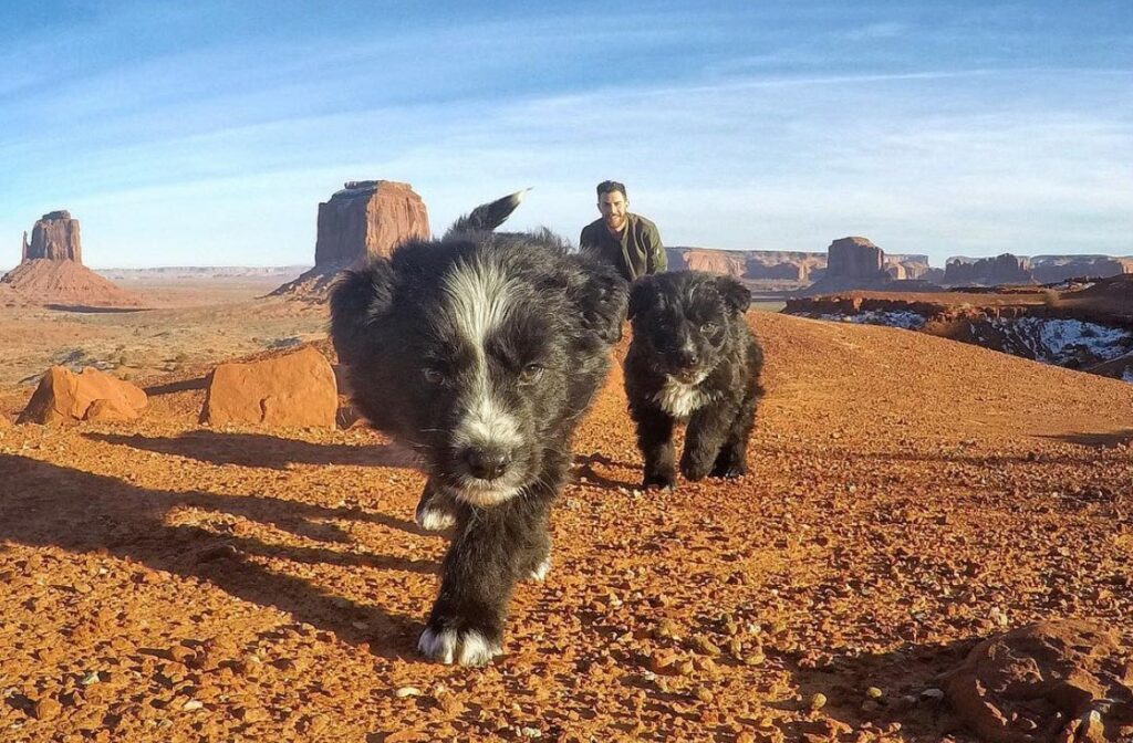 image cerveza cannabis puppy