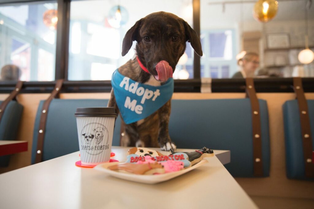 esquí Abren la primera cafetería exclusiva para perros en Nueva York image donuts de Krispy Kreme MG 3326 2 2048x2048