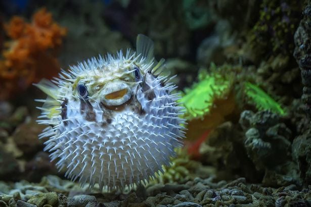 image Pufferfish puffed up underwater