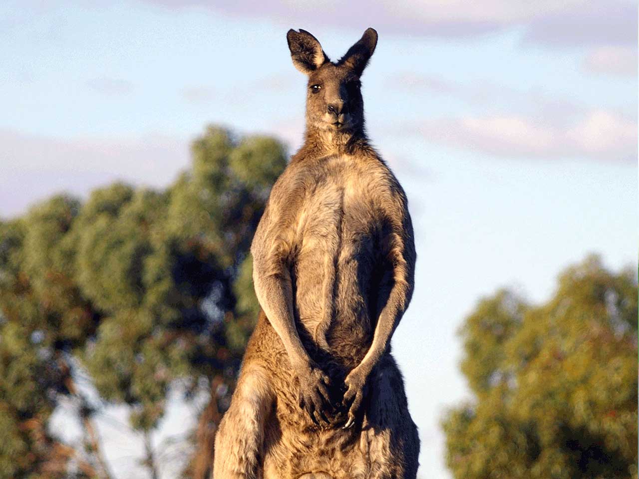 image kangaroo standing upright