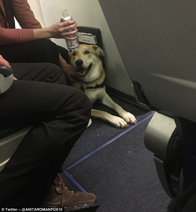 image 49827CCB00000578 5424785 Pictured the dog who bit a little girl on a Southwest Airlines f a 18 1519376306758