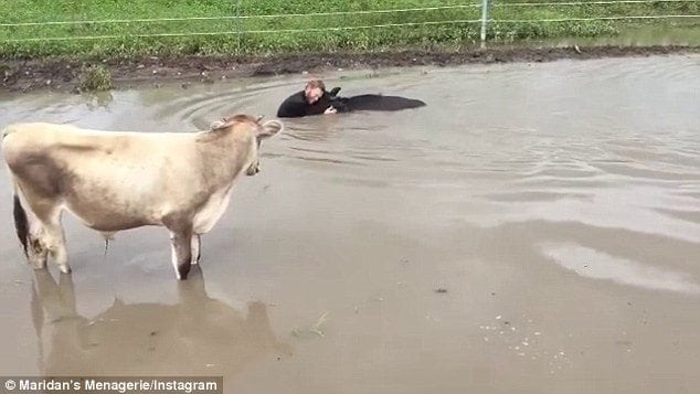 image 49D5DB3B00000578 5461661 A second cow looks on at the commotion showing how deep the wate a 17 1520209850171