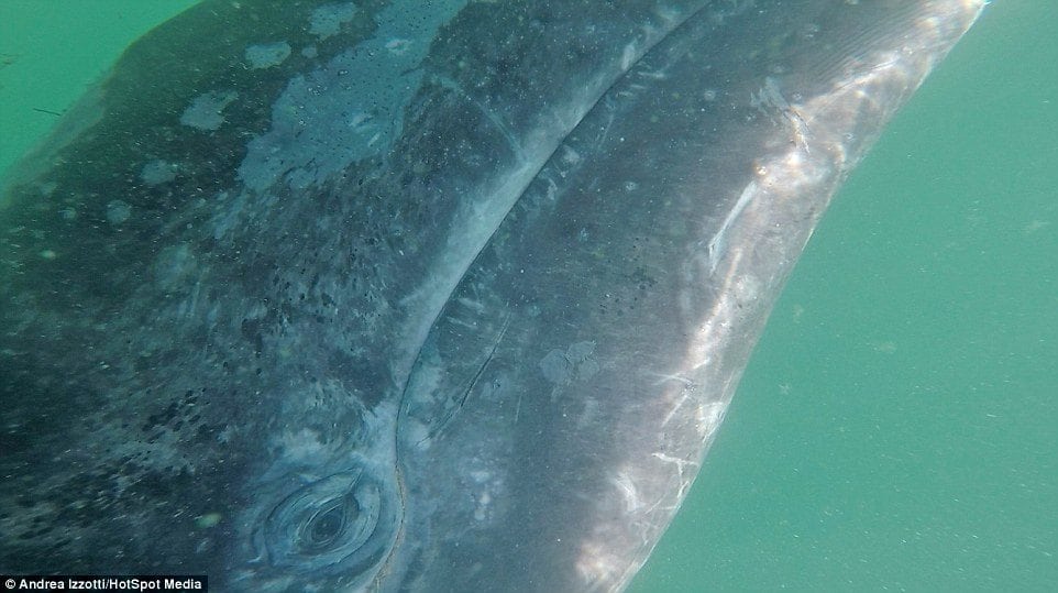 image ballena gris 4A5D6D1E00000578 5523241 Andrea said that he thought the whale s skin would be hard becau a 10 1521558851059