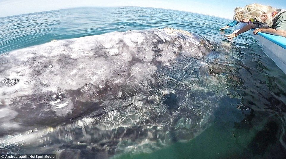 image ballena gris 4A5D6D2600000578 5523241 This is the magical moment a diver comes face to face with a hug a 11 1521558851069