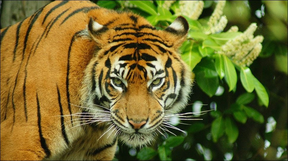 image tigre 665411 tiger4