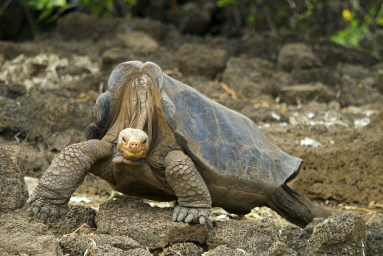 image tortuga Giant Tortoise Galapagos