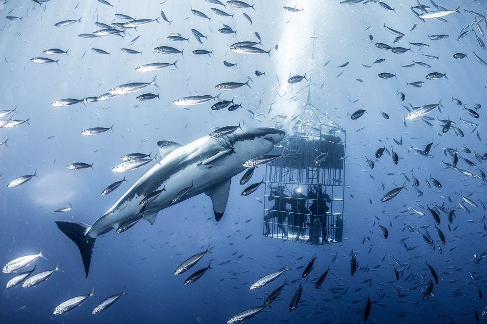 A 20ft long Great White Shark dwarfs a research cage as it swims through a spool of shimmering mackerel.  The giant shark, which weighs more than two tonnes, can be seen circling the shark cages time and time again.

The photos, captured off of the Guadalupe Islands, Mexico, were taken for a shark identification project by Water Safety Specialist John Maher.  The 35-year-old from La Jolla, California, travelled more than 24 hours on the research vessel and spent three days documenting the different Great Whites.  SEE OUR COPY FOR DETAILS.

Please byline: John Maher/Solent News

© John Maher/Solent News & Photo Agency
UK +44 (0) 2380 458800