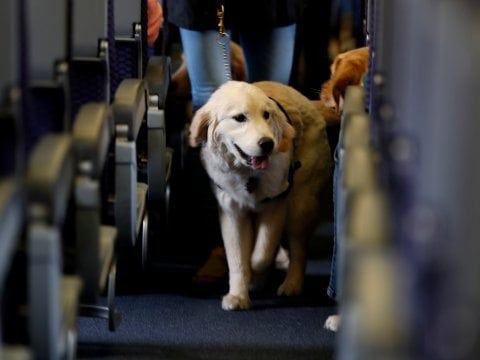 dog-on-plane