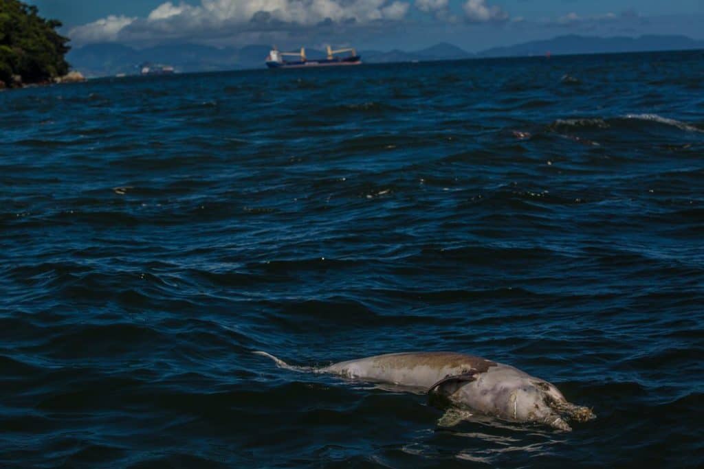 image DELFINES MUERTOS BRASIL Dolphins slide IBMZ master1050 1