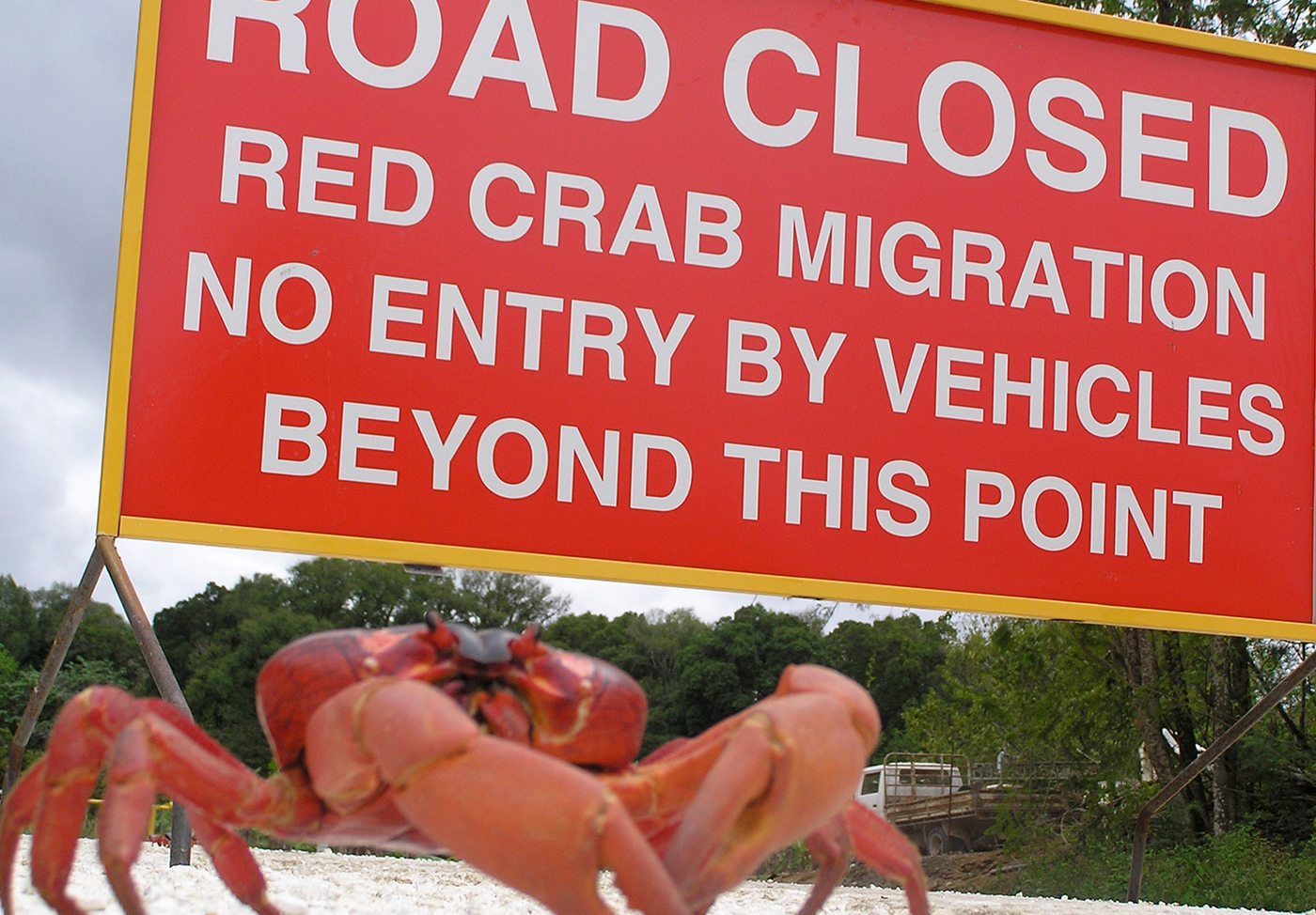 image Christmas Red Crabs Christmas Island 3 IMG TESTO