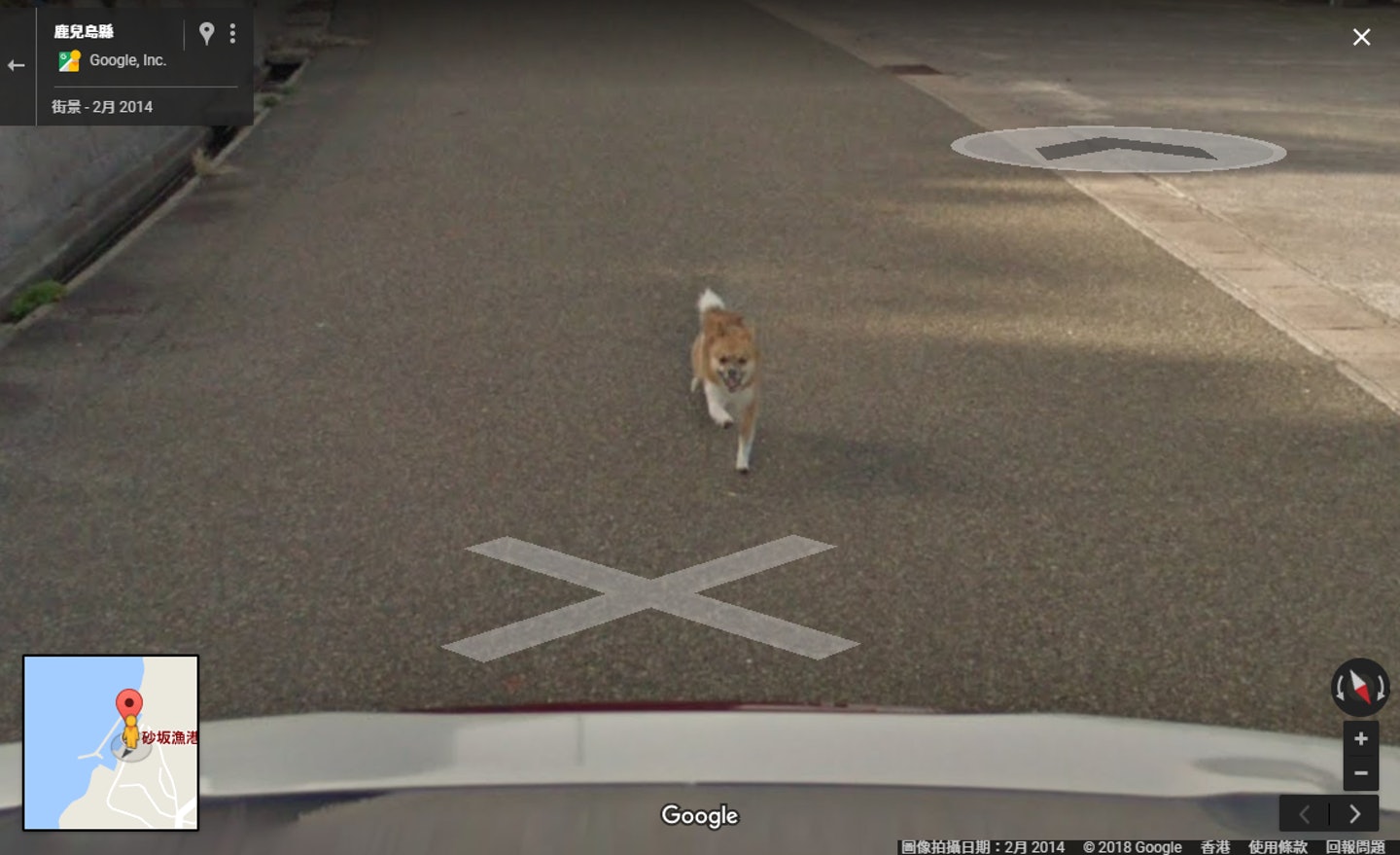 image Street View perro