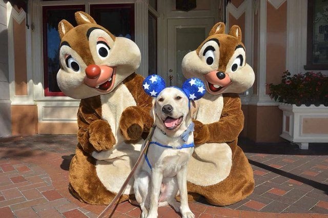 image perros disney tmg article tall