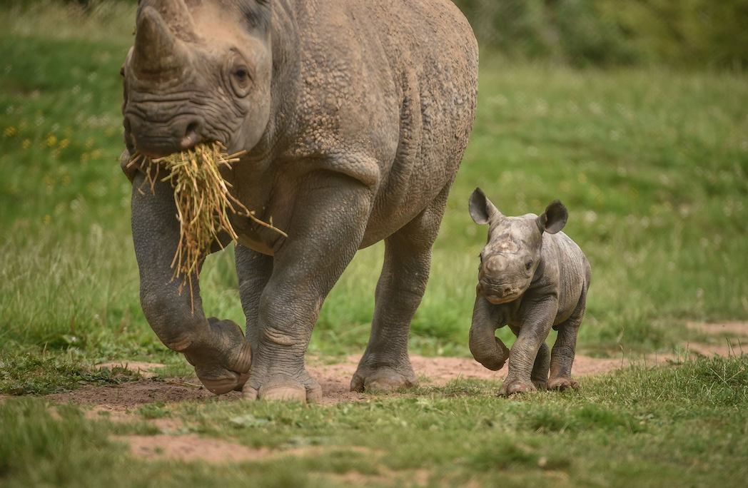 Autor: Chester Zoo