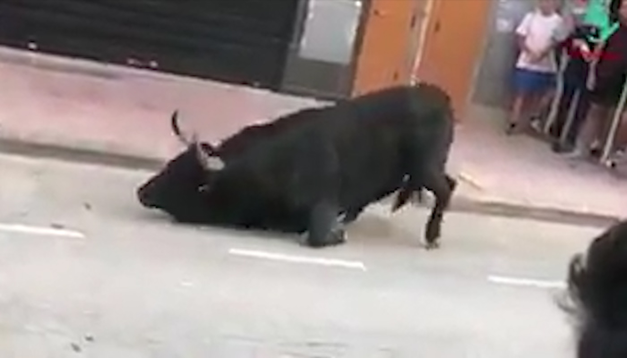 Pic shows: The bull being tormented as he's slowly dying on the street

This is the disturbing moment a distressed bull involved in a traditional festival in Spain falls to the ground and begins repeatedly smacking its own head against the road in signs of extreme distress.

The startling scenes were recorded at the ‘Bou al carrer’ running of the bulls in the town of Vila-Real in the Spanish province of Castellon.

In the video, the bull can be seen surrounded by onlookers in a street when its front legs buckle and it begins stumbling forwards before collapsing to the ground.

Lying on its side in the road, the animal begins hitting its own head against the concrete in distress as it fails to get back to its feet.

The bull continues struggling on the ground and hitting its head until an onlooker grabs its tail and another comes to push the animal to its feet.

The bull is hunched on its front legs and cannot seem to stand up fully as the video ends.

Enrique Zaldivar, president of the Association of Vets for the Abolition of Bullfighting and Animal Mistreatment (AVATMA) said: "They are unpleasant images that possibly indicate an injury to the animal’s central nervous system. The bull is suffering from motor dis-coordination that makes it fall repeatedly.

"It could have suffered skull trauma by hitting its head against an obstacle. Another less plausible hypothesis is that the symptoms of neurological alteration could be due to a doping overdose, a normal practice in bull runs, to weaken the bull."

Netizen ‘Tesevart Jose’ commented: "And they feel proud of their festival, brainless bunch."

And ‘Adriana Rivas’ added: "Shocking! This ‘practice’ is for the mentally ill."

User ‘U2howell80’ wrote: "Those who enjoy this are worse than animals, even animals have feeling and sensitivity."

One of the groups who posted the video to social media, Bullfighting Is Violence (TEV), are planning are demonstration in Madrid’s Puerta del Sol square on 27t